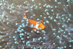 nemo... I've been looking for you... by Martin Delgra Iii 